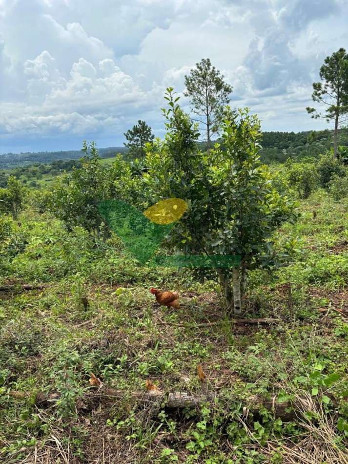 CHACRA 25 HECTAREAS