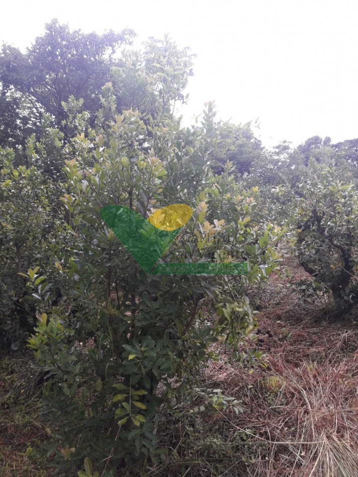 Chacra 53 Ha.
