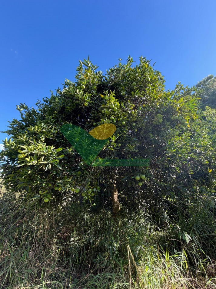 Chacra de 41 Hectareas en Pozo Azul